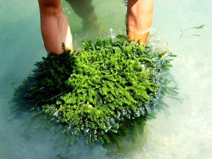 Sea Grapes view 3